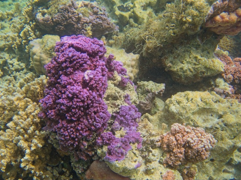 Colorful Corals