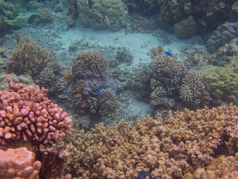 Corals and fish