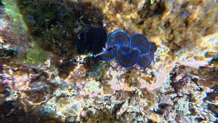 Small Giant Clam
