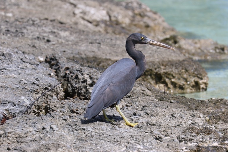 Pacific Reef Heron