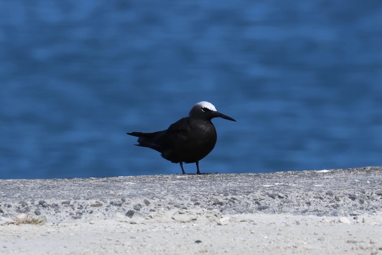 Black Noddy