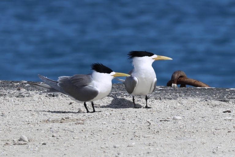Great crested Tern