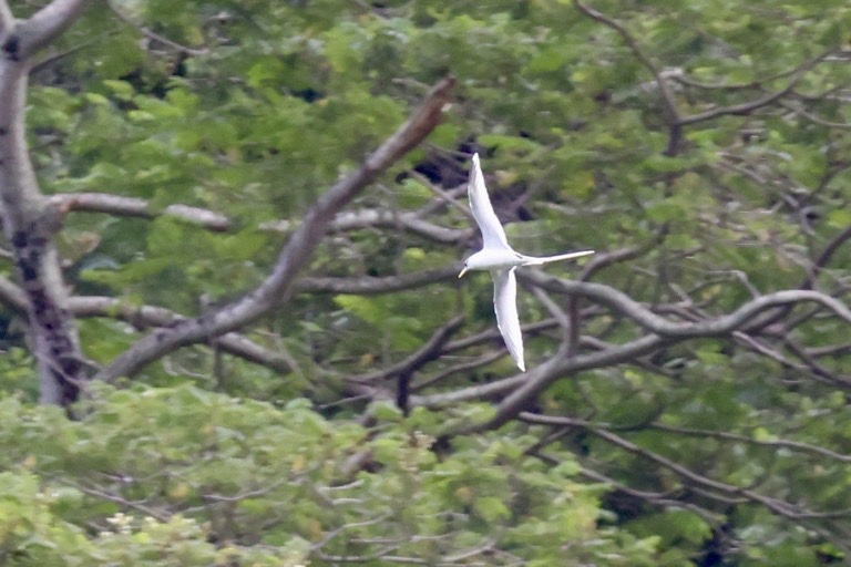 White Tropicbird