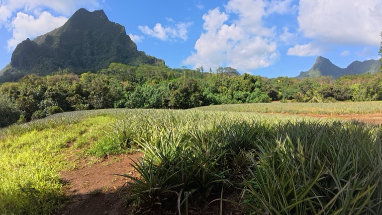 Pineapple field