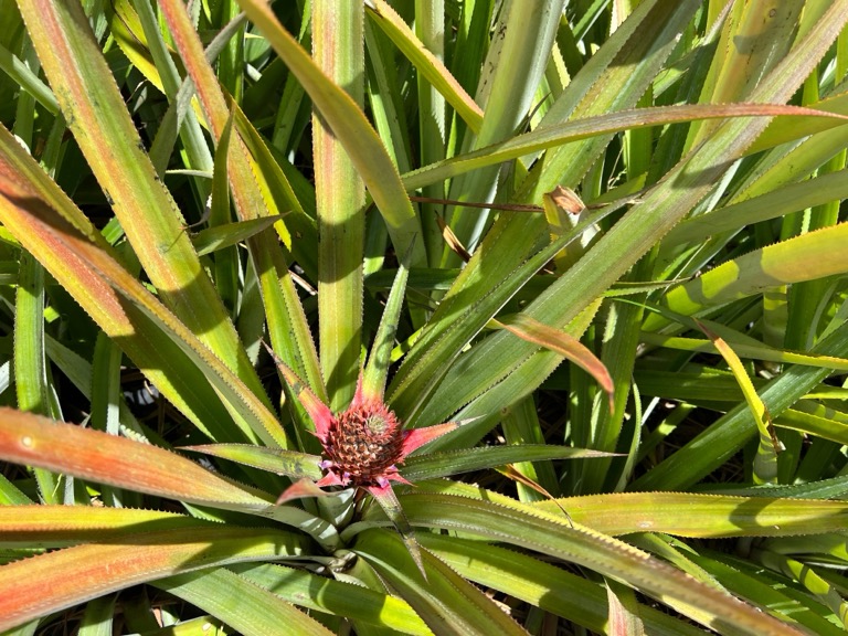 Pineapple