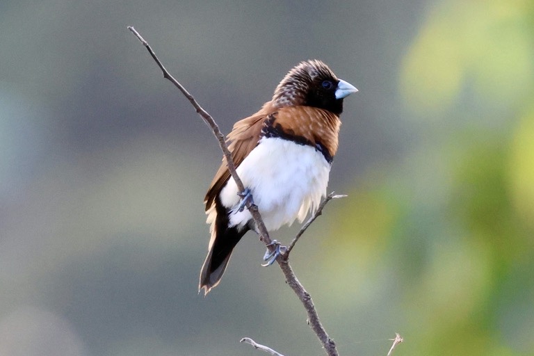Chestnut-breasted Munia