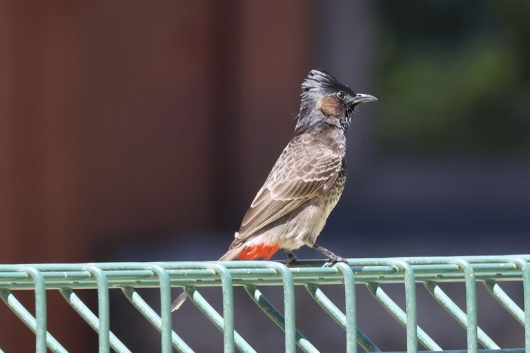 Red-vented Bulbul