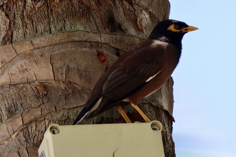 Common Myna