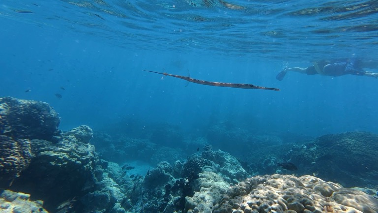 Blue-spotted Cornetfish