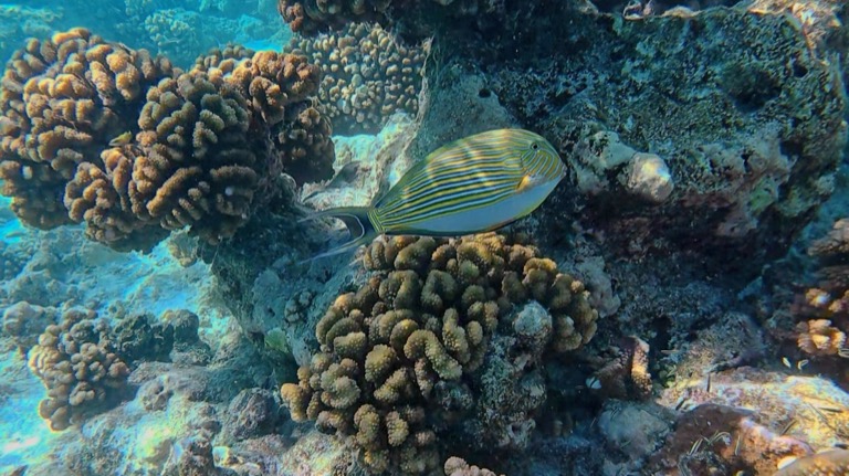 Striped Surgeonfish