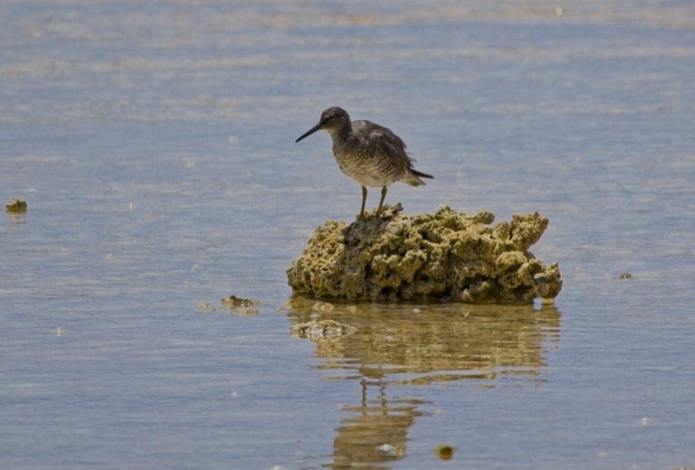 Wandering Tattler
