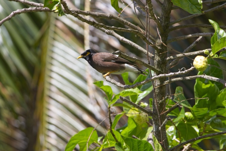 Common Myna