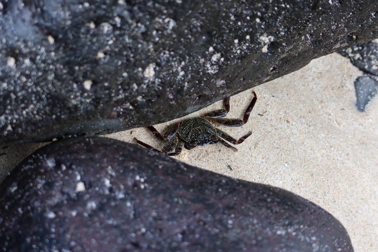 Crab