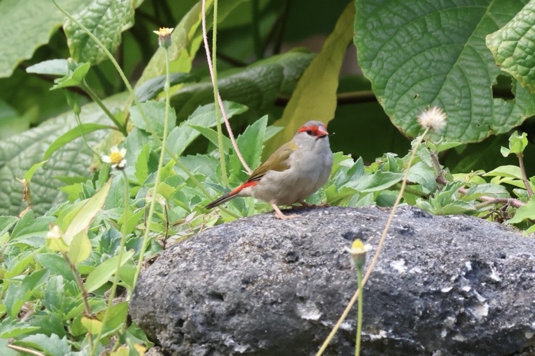 Red-breasted firetail