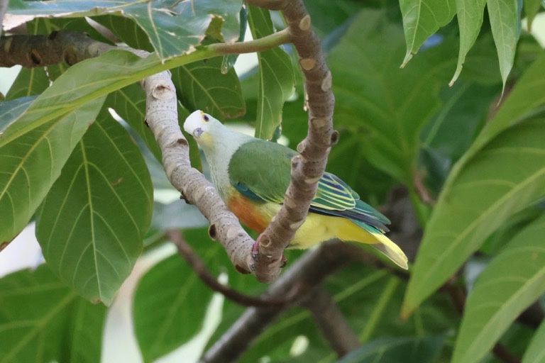 White-capped Fruit Dove
