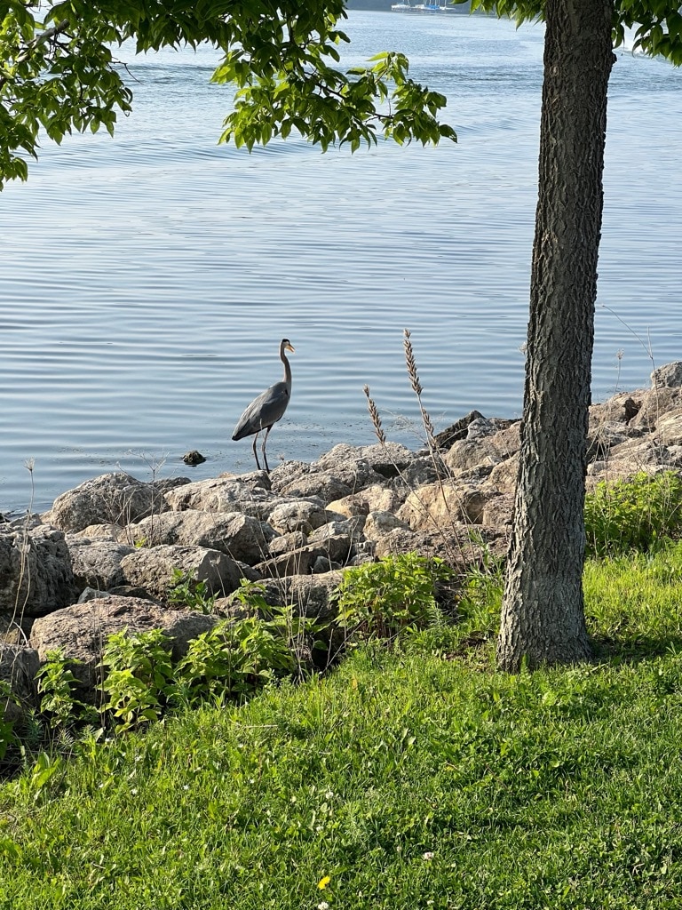 Great Blue Heron