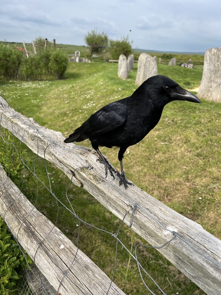Carrion Crow on fence behind the cake table