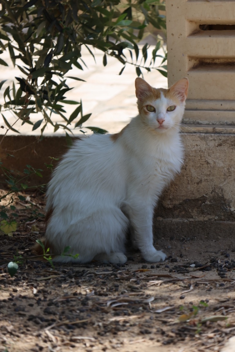 Cat in the shade