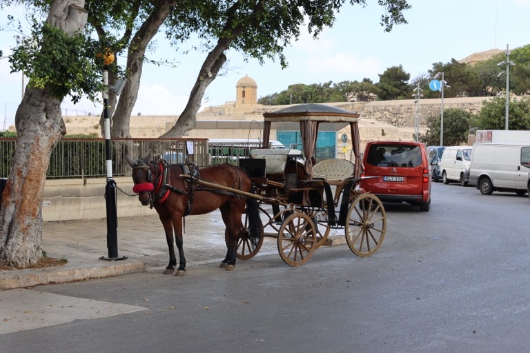 Horse-drawn carriage rides