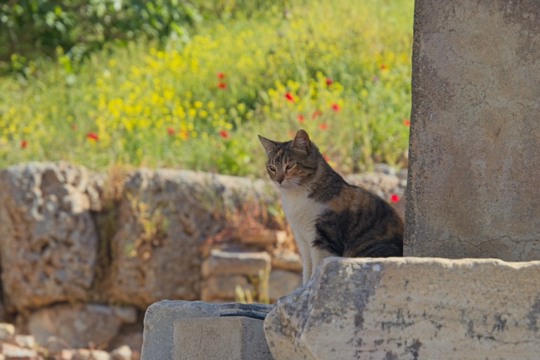 Cat in Ephasus