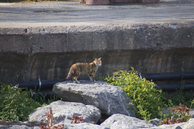 Cat along the Bosporus Strait