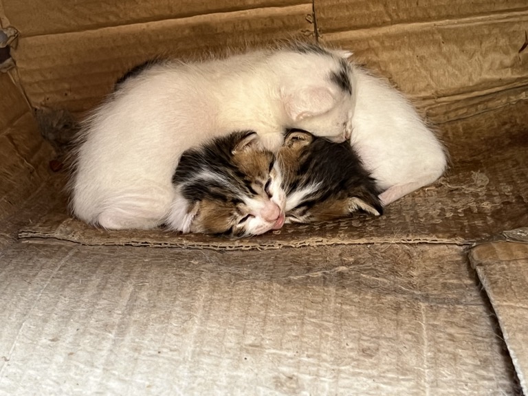 Kittens