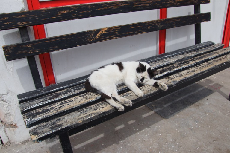 cat in day in the life village visit