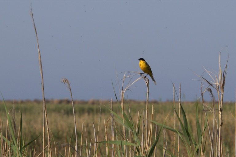 Western yellow wagtail