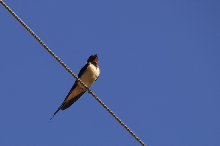 Barn Swallow