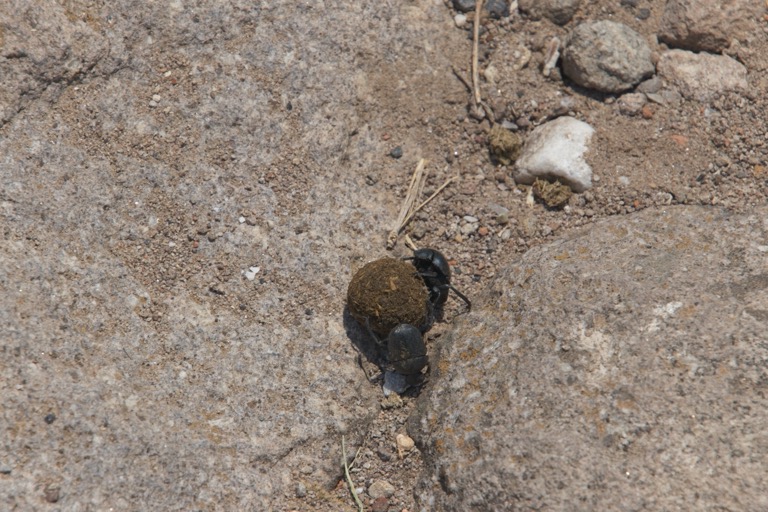 Dung Beetles