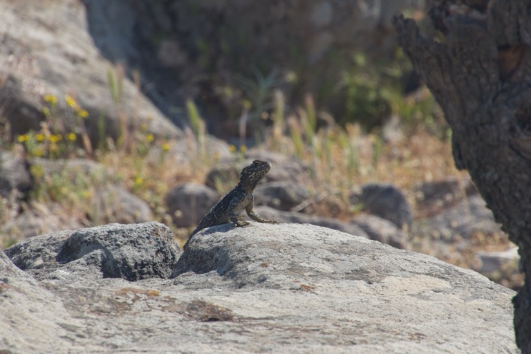 Roughtail Rock Agama