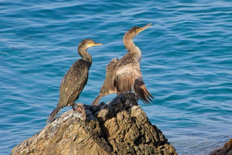 Neotropical Cormorant