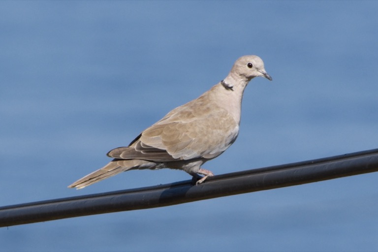 Collared Dove