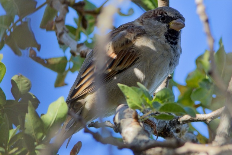 House Sparrow